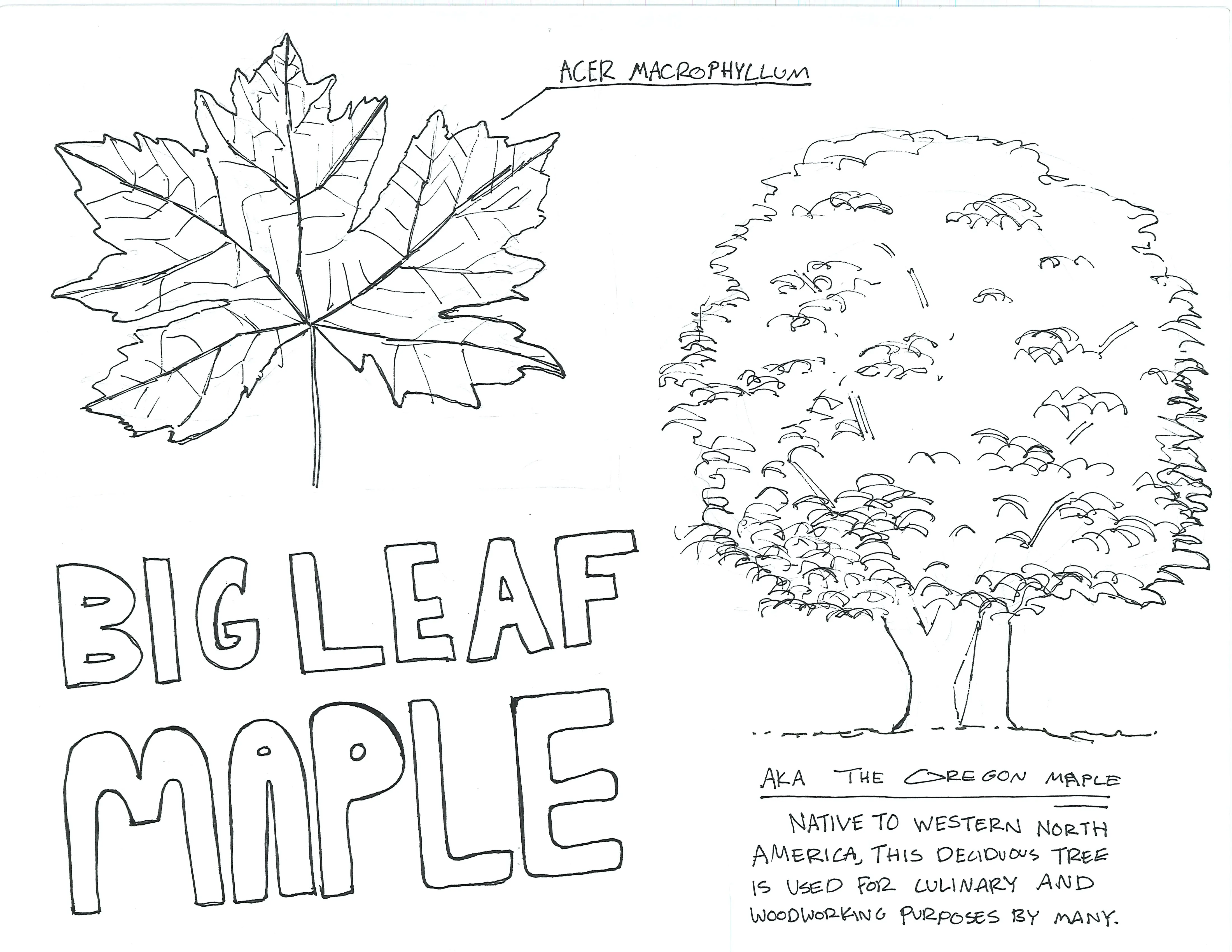 Hand-sketched artwork depicting a big leaf maple leaf and tree trunk.